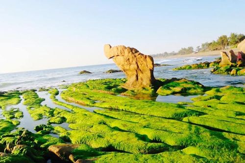 Mùa rêu, biển Cổ Thạch đẹp như tranh