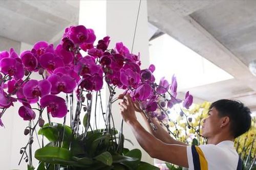Nghề 'đếm cành thu tiền' dịp Tết