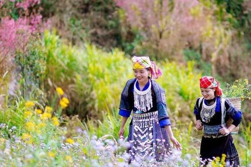 Đào rừng bừng nở báo xuân về