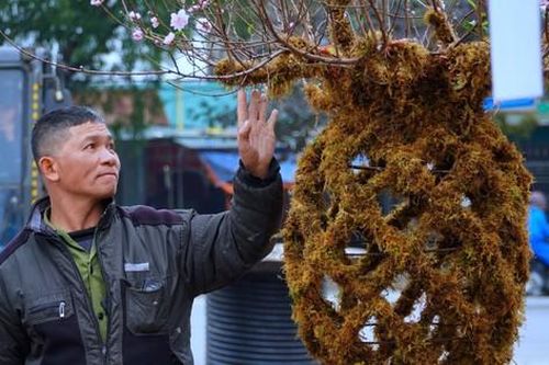 Đào lộc bình phủ rêu xanh độc lạ hút khách