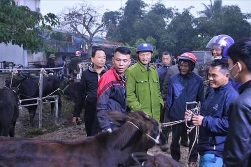 Nhộn nhịp phiên chợ trâu, bò lớn nhất Hà Tĩnh ngày cuối năm