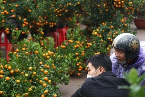 Dân buôn đào quất Tết như 'ngồi trên đống lửa'