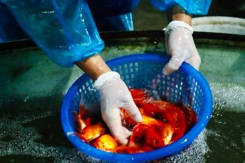 Tất bật mua đồ lễ, sắm 'chuyên cơ' cho ông Công ông Táo