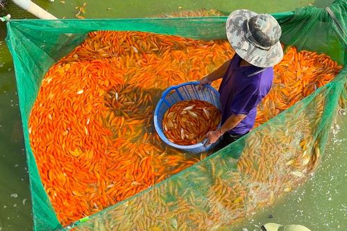 Nỗi lo 'được mùa, mất giá' tại thủ phủ cá chép lớn nhất Đồng Nai