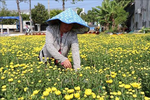 Vắng thương lái, người trồng hoa Tết lo lắng