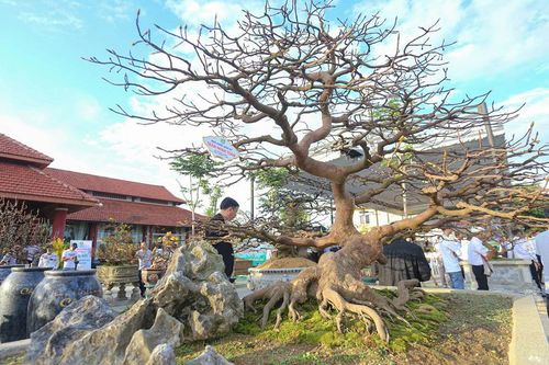 Phiên chợ đắt đỏ với những cây hoàng mai Huế giá tiền tỷ