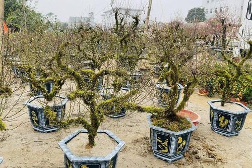 Nhất Chi Mai giá tiền triệu hút khách dịp Tết