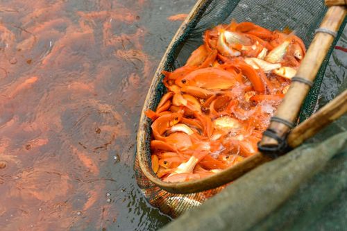 Cá ông Công, ông Táo tất bật vào vụ