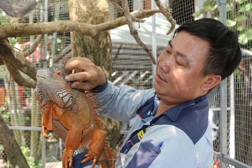 Thú chơi rồng đất Nam Mỹ