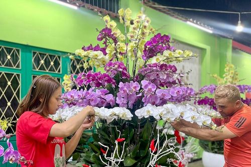 Lan hồ điệp đắt hàng dịp Tết