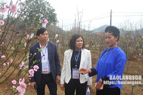Cuộc thi Vườn đào đẹp và Cây Hoa Đào đẹp Xứ Lạng: Góp phần thúc đẩy phong trào trồng đào