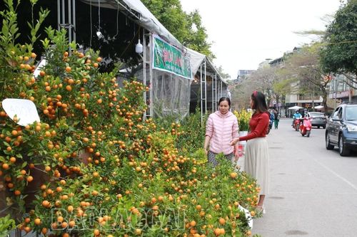 Thị trường hoa tết: Nguồn cung giảm, ít biến động về giá