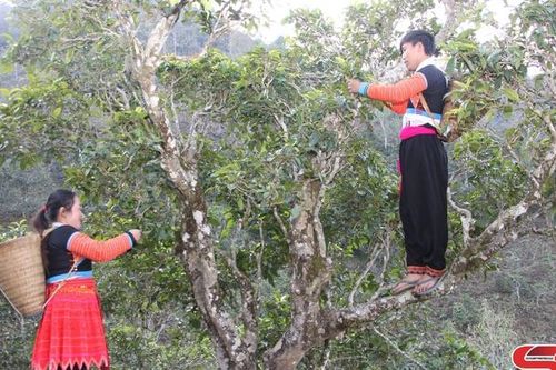 Về vùng cao Bắc Yên