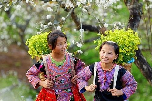 Ngây ngất với biển mây trắng hoa mận trên cao nguyên Mộc Châu