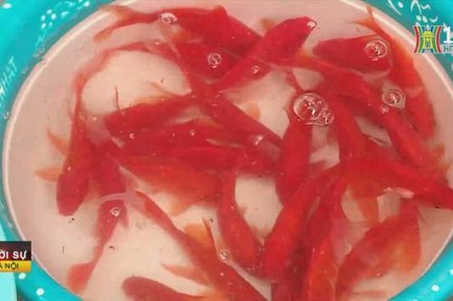 Cá chép hiện nay giá rẻ nhưng bán chậm