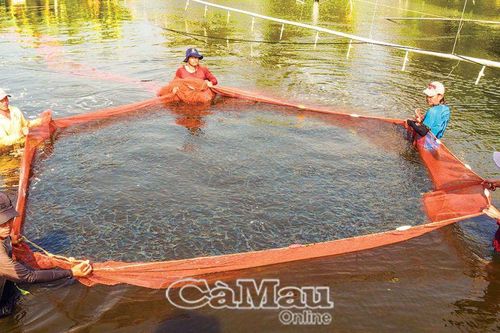 Những nông dân tỷ phú 'mẫu'