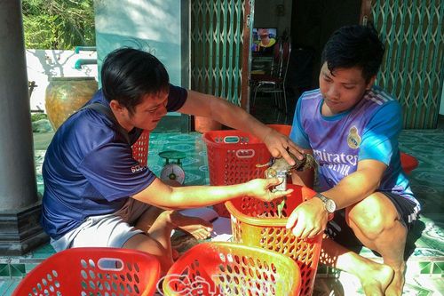 Cách mới đánh giá chính xác chất lượng cua gạch