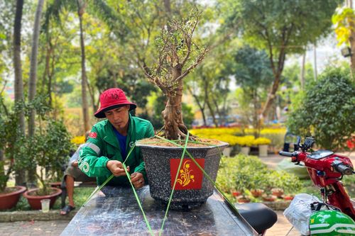 TP.HCM: Cây cảnh tấp nập đổ về phố, shipper làm không kịp nghỉ
