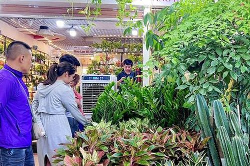 Bí quyết mua, chăm hoa, cây cảnh ngày Tết