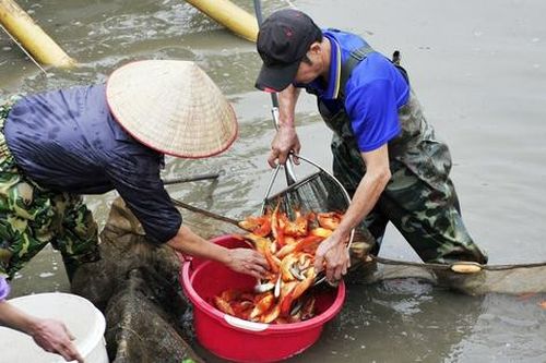 Giáp ngày Táo Quân, làng cá chép hối hả thu lưới, trả đơn khách sỉ, nông dân thu lãi đậm