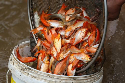 Vì sao không nên chạm vào cá chép khi cúng ông Công ông Táo