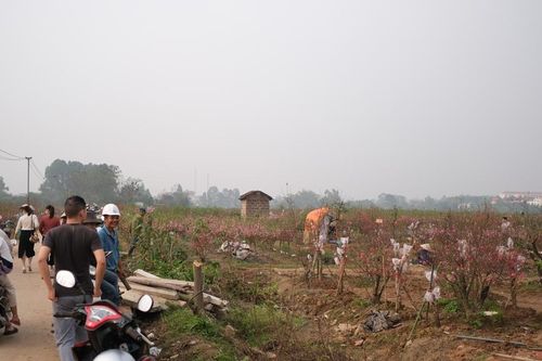 Vĩnh Phúc: Mãn nhãn những cánh hoa đào 'hiếm' khoe sắc ở làng Tiền Châu