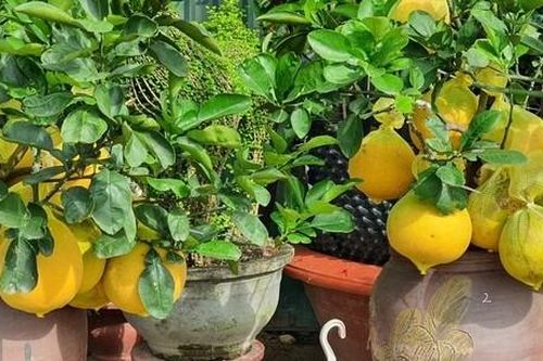 Giá tiền triệu, bưởi diễn chi chít quả đã đến Khánh Hòa