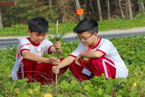 iSchool For Community chào Tết với 15.000 cây xanh