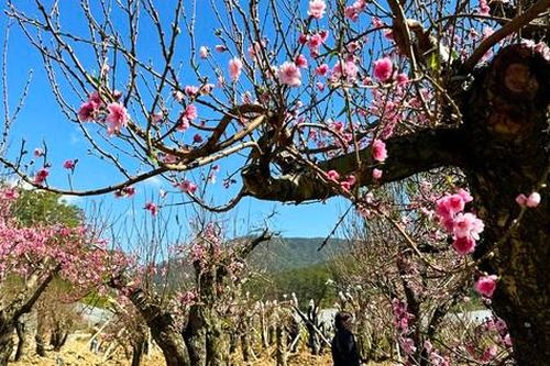 Ngỡ ngàng vườn đào cổ thụ Tây Bắc trên cao nguyên Lâm Đồng