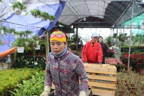 Kiếm bội tiền từ nghề chở hoa ngày giáp Tết