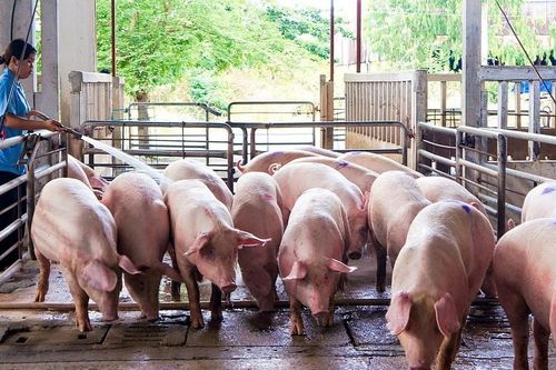 Có đường dây buôn lậu lợn rất lớn, hỏi tỉnh này lại chỉ sang tỉnh kia