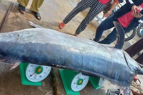Ngư dân Quảng Trị săn được cá cờ khủng nặng 200kg, thu ngay 16 triệu khi lên bờ