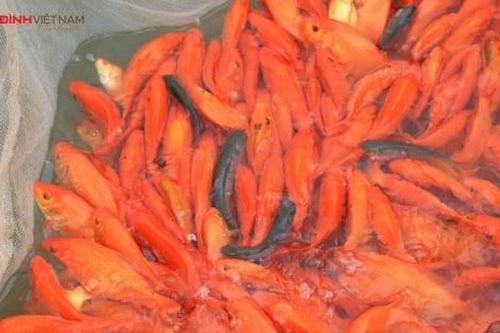 Cá chép đỏ cúng ông Công ông Táo có ăn được không?