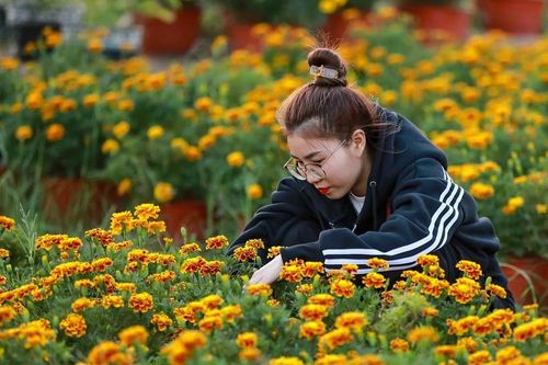 Rộn ràng làng hoa kiểng Long Đức thi nhau đua nở vào Xuân