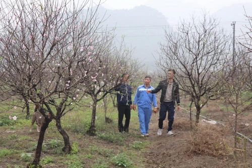 Ninh Bình: Sức hút đào phai Đông Sơn mỗi khi Tết đến, Xuân về