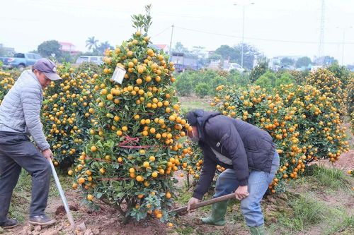 Thủ phủ quất ở Nam Định 'cháy' hàng trước Tết Nguyên đán Giáp Thìn