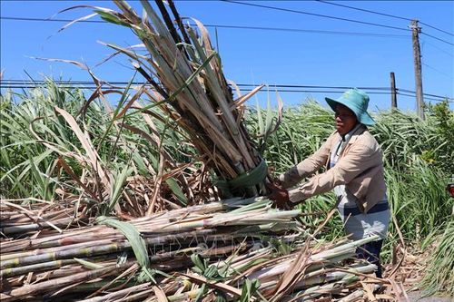 Người trồng mía Trà Vinh có lãi năm thứ 3 liên tiếp
