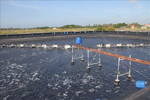 Bạc Liêu hướng đến trở thành 'Trung tâm công nghiệp tôm của cả nước'