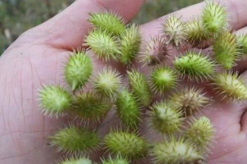 Quả lạ mọc dại trước 'cho không ai lấy' nay 'lên đời' nhà giàu 'săn lùng' giá 1,7 triệu đồng/kg