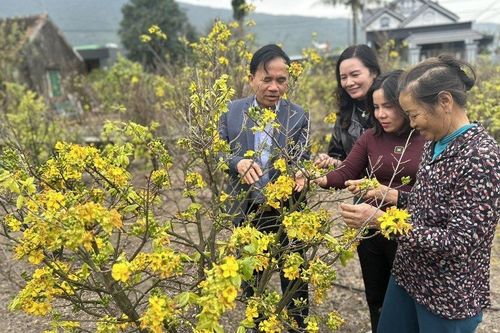 Mùa xuân ngắm mai vàng Kỳ Nam