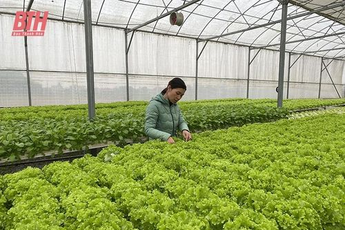 Những vùng chuyên rau sản xuất theo hướng an toàn