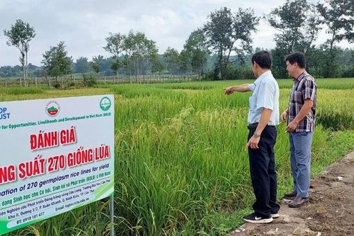 Nỗ lực lai tạo giống lúa mới chất lượng cao