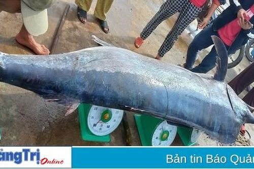 Gio Linh: Ngư dân đánh bắt được con cá cờ nặng 2 tạ