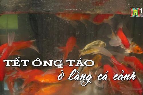 Tết ông Táo ở làng cá cảnh | Nhịp sống Hà Nội | 02/02/2024