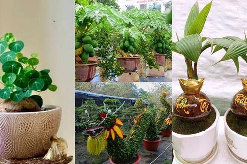 Thú chơi cây cảnh độc lạ Tết Nguyên đán 2024