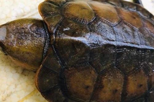 Hơn 20 năm tù cho 3 đối tượng tàng trữ động vật hoang dã gồm hơn 70 cá thể rùa và tê tê