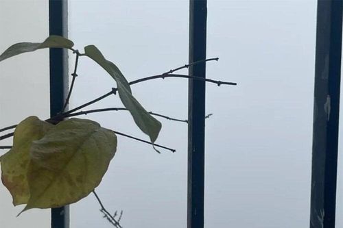Dân mạng hào hứng 'săn mây' từ ban công Hà Nội