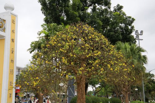 Ngắm những cây Hoàng mai tạo hình độc lạ ở Huế