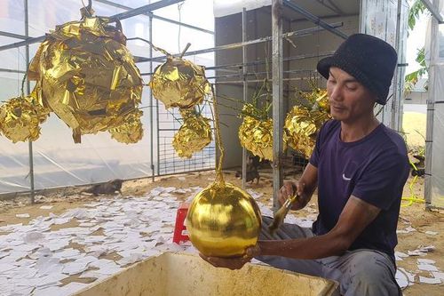 Độc đáo dừa dát vàng hút khách ở Quảng Bình dịp Tết