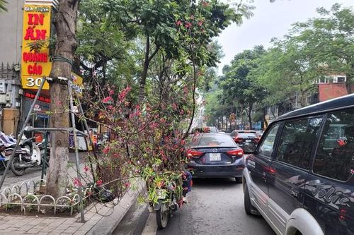 Chở đào quất, cồng kềnh trên phố dịp Tết và nỗi lo mất an toàn giao thông